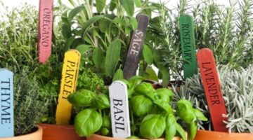 Herbal Garden